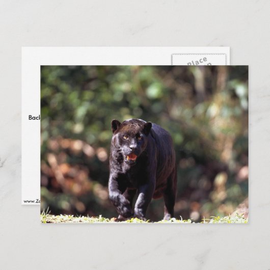 Carte Postale Jaguar, phase noire (Panthera onca) (Devant / Derrière)