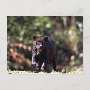 Carte Postale Jaguar, phase noire (Panthera onca)