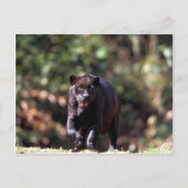 Carte Postale Jaguar, phase noire (Panthera onca) (Devant)