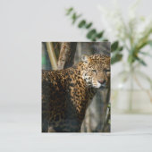Carte postale Jaguar Photo (Debout devant)