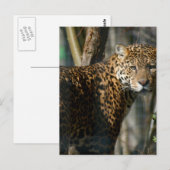 Carte postale Jaguar Photo (Devant / Derrière)