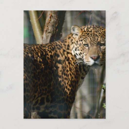 Carte postale Jaguar Photo (Devant)