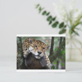 Carte Postale Jaguar sud-américain (Debout devant)