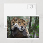 Carte Postale Jaguar sud-américain (Devant / Derrière)