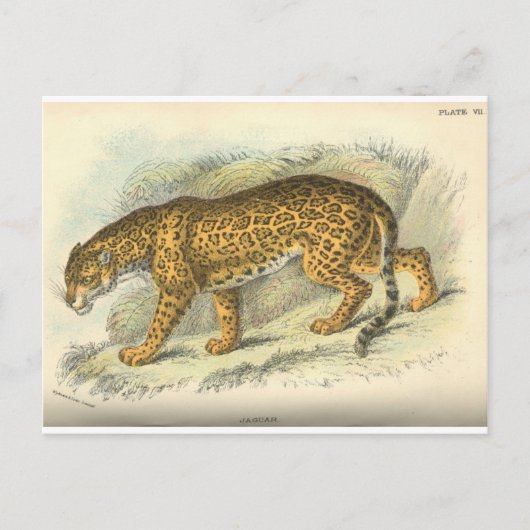Carte Postale Jaguar vintage du 19e siècle illustration (Devant)