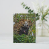 Carte Postale Jaguars In Love (Debout devant)