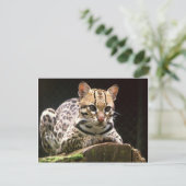 Carte Postale Jaguatirica (Debout devant)