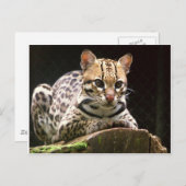 Carte Postale Jaguatirica (Devant / Derrière)