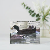 Carte Postale J'aime Canards (Debout devant)