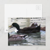 Carte Postale J'aime Canards (Devant / Derrière)