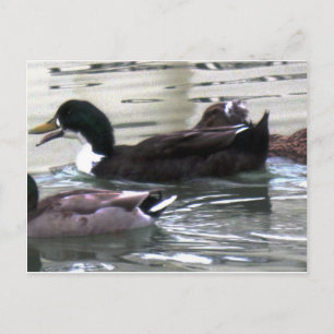 Carte Postale J'aime Canards