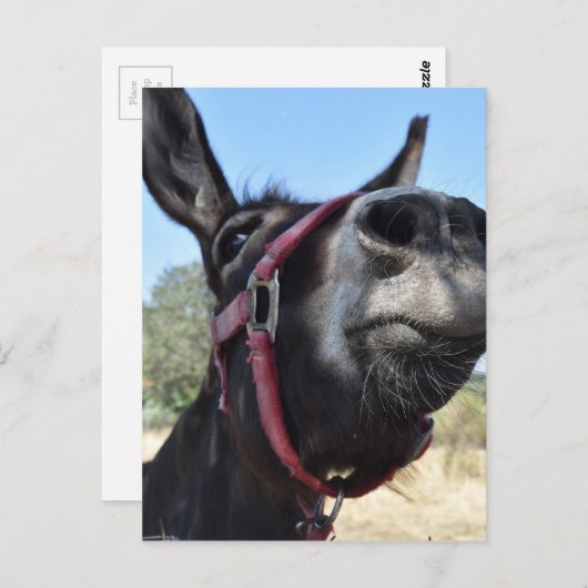 Carte Postale J'aime des ânes ! (Devant / Derrière)