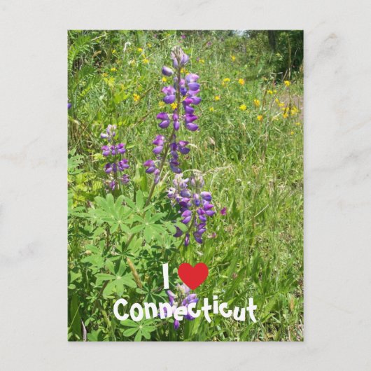 Carte Postale J'aime le Connecticut (Devant)