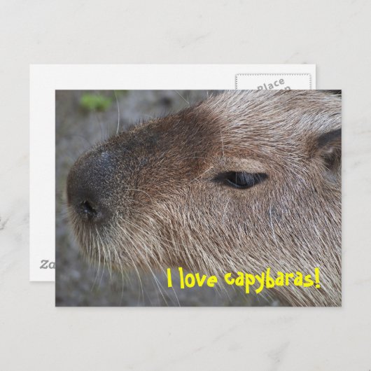 Carte Postale J'aime les capybaras (Devant / Derrière)