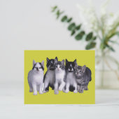 Carte Postale J'aime les chats de Junglewalk.com (Debout devant)