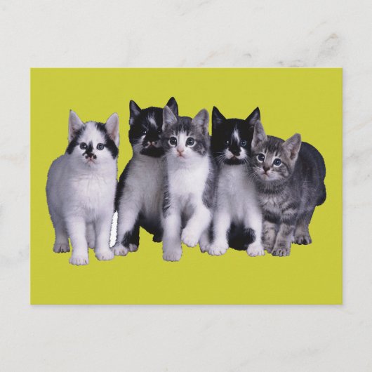 Carte Postale J'aime les chats de Junglewalk.com (Devant)