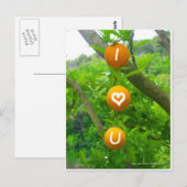 Carte Postale J'aime les oranges (Devant / Derrière)