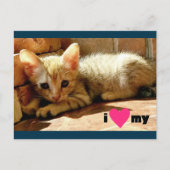 Carte Postale J'aime mon chat (Devant)