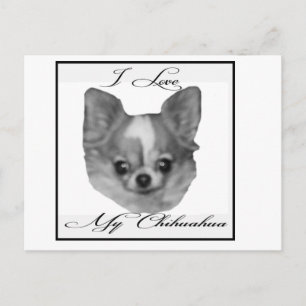 Carte Postale J'aime mon chihuahua