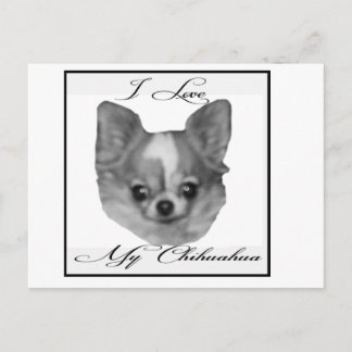 Carte Postale J'aime mon chihuahua