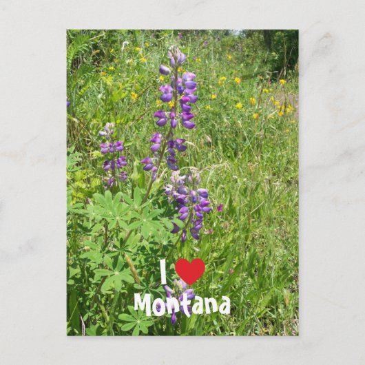 Carte Postale J'aime Montana (Devant)