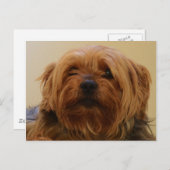 Carte Postale Jake Le Yorkie Terrier (Devant / Derrière)