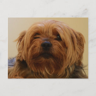 Carte Postale Jake Le Yorkie Terrier
