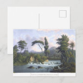 Carte Postale Jamaïque Cabarita River Westmoreland (Devant / Derrière)