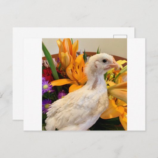 Carte Postale jambe blanche gelée (Devant / Derrière)