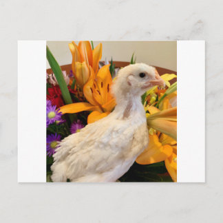 Carte Postale jambe blanche gelée