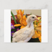 Carte Postale jambe blanche gelée (Devant)