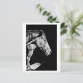 Carte Postale jambe de cheval de tête (Debout devant)