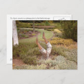 Carte Postale Jambes mystiques akimbo (Devant / Derrière)