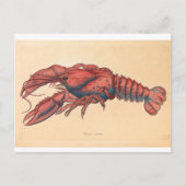 Carte Postale James Sowerby Homard serbé (Devant)