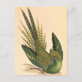Carte Postale James Sowerby Parrot terrestre, Psittacus terrestr (Devant)