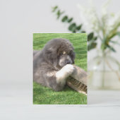 Carte Postale Jampo Tibétain Mastiff avec balai (Debout devant)