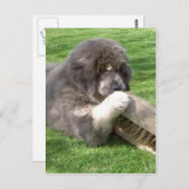 Carte Postale Jampo Tibétain Mastiff avec balai (Devant / Derrière)