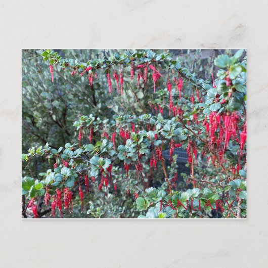 CARTE POSTALE JANVIER (Devant)