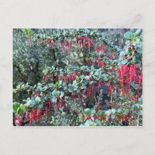 CARTE POSTALE JANVIER