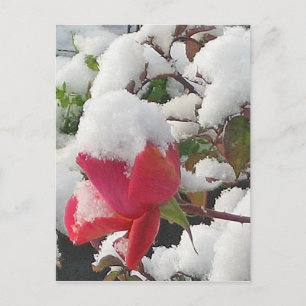 Carte postale janvier 2012 Rose