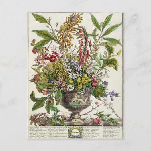 Carte Postale Janvier, de ` douze mois de fleurs (Devant)