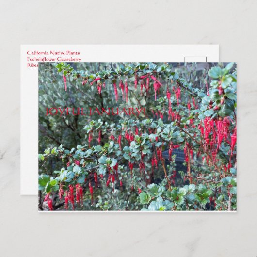 CARTE POSTALE JANVIER JOYEUX ! (Devant / Derrière)