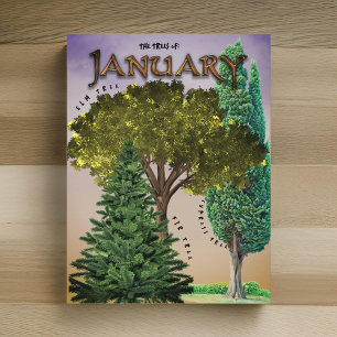 Carte Postale Janvier Mois Arbres Elm Fir Cypress