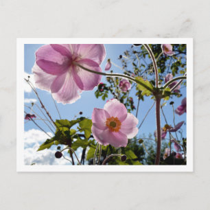 Carte Postale Japanese Anemone