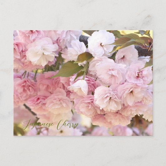 Carte Postale Japanese Cherry (Devant)