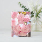 Carte Postale Japanese Cherry (Debout devant)