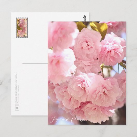 Carte Postale Japanese Cherry (Devant / Derrière)