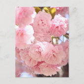 Carte Postale Japanese Cherry (Devant)