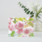 Carte Postale Japanese cherry blossoms (Debout devant)