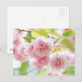 Carte Postale Japanese cherry blossoms (Devant / Derrière)